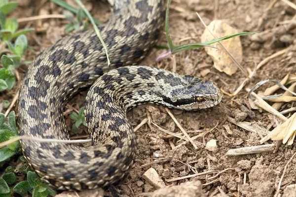 Female meadow viper in natural habitat — Stock Photo, Image