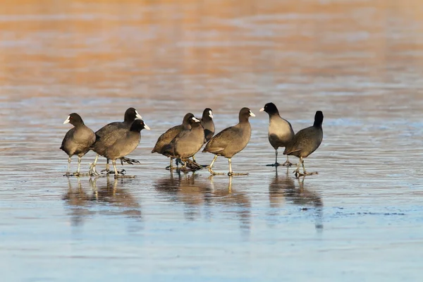 Rebanho de galinhas comuns no lago gelado — Fotografia de Stock