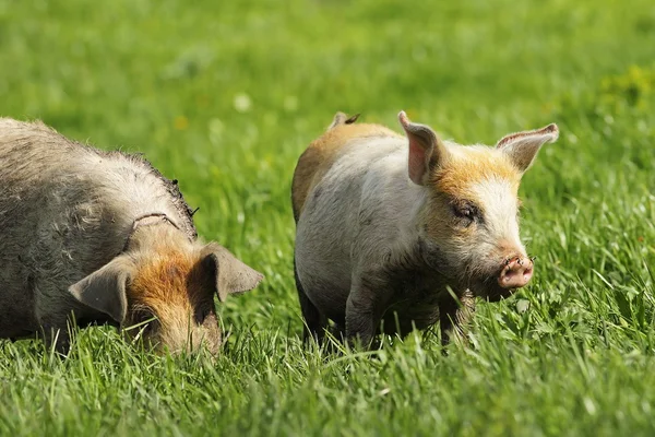Wilde varkens grazen op groen gazon — Stockfoto