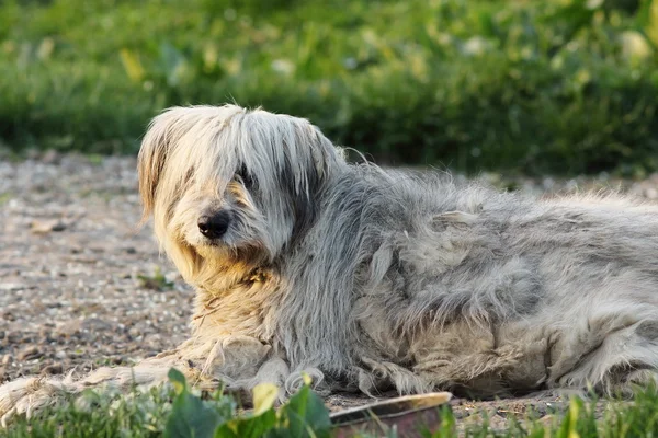 Kabarık Romen çoban köpeği — Stok fotoğraf