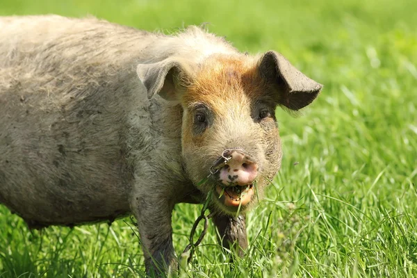 Komik domuz portre — Stok fotoğraf
