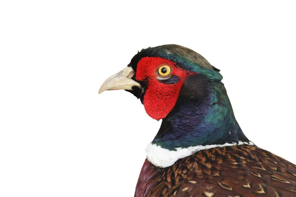 Isolated portrait of pheasant rooster — Stock Photo, Image