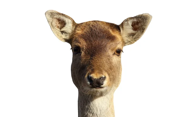 Isolated head of fallow deer hind — Stock Photo, Image