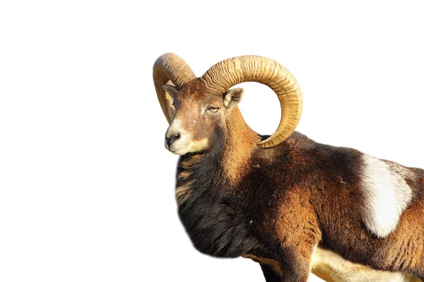 孤立した素晴らしい mouflon ram — ストック写真