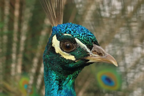 Portrait of a peacock — Stock Photo, Image