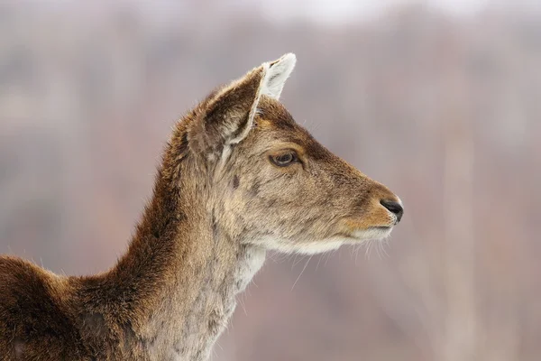 Vista de perfil de la cabeza trasera de ciervo —  Fotos de Stock