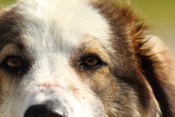 Romeno pastor cão olho closeup — Fotografia de Stock
