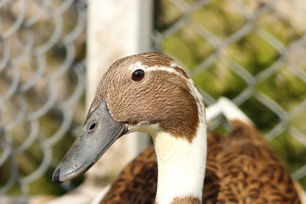 Portrait of indian runner duck — Stock Photo, Image