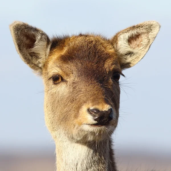 鹿の仔牛の肖像画 — ストック写真