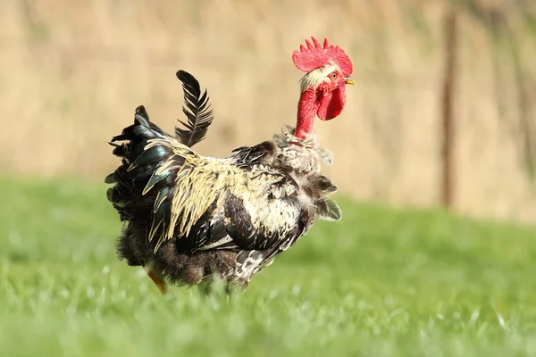 Gallo peludo en el césped —  Fotos de Stock