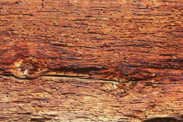 Smrkové dřevo v rozkladu — Stock fotografie