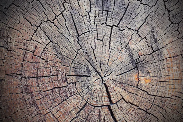 Texture of cut spruce stump — Stock Photo, Image