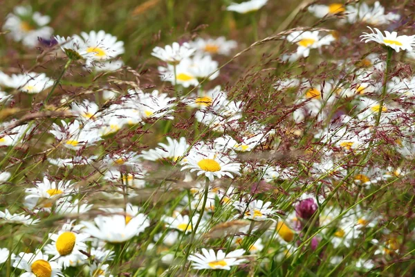 Vilda prästkragar på berg äng — Stockfoto