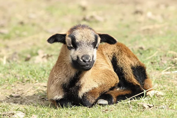 Young lazy goat — Stock Photo, Image