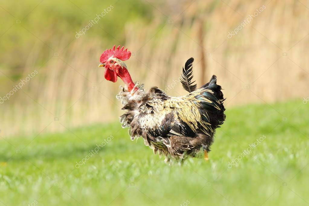 Funny rooster on grass Stock Photo by ©taviphoto 107976420 Funny rooster on grass Stock Photo by ©taviphoto 107976420