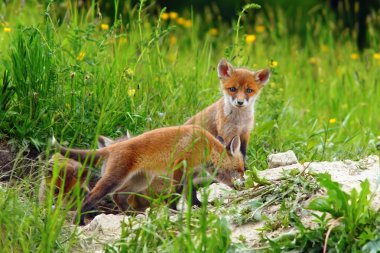 beautiful fox youngsters clipart