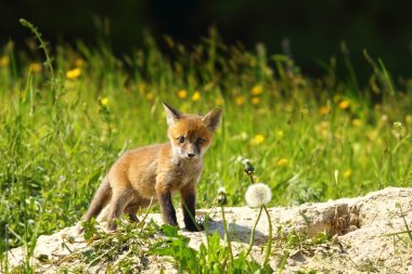 Kameraya bakarak şirin Kırmızı tilki yavrusu