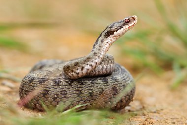 kadın berus viper savunma pozisyonu içinde