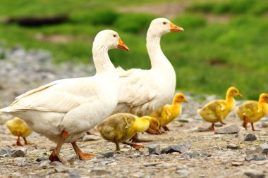 sevimli sarı gosling portre