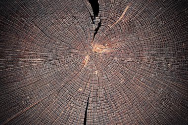 kalp meşe ağacının