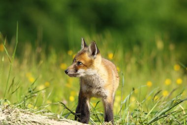 Küçük tilki bebek