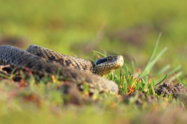 çayır viper doğal yaşam tadını çıkarma