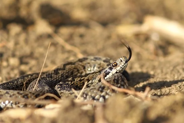 Angry meadow viper — Stock Photo, Image