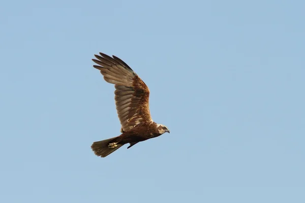 Circus aeruginosus-marsh harrier in flight — Stock Photo, Image