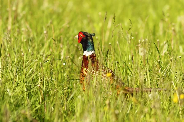 Colorful common pheasant — Stock Photo, Image