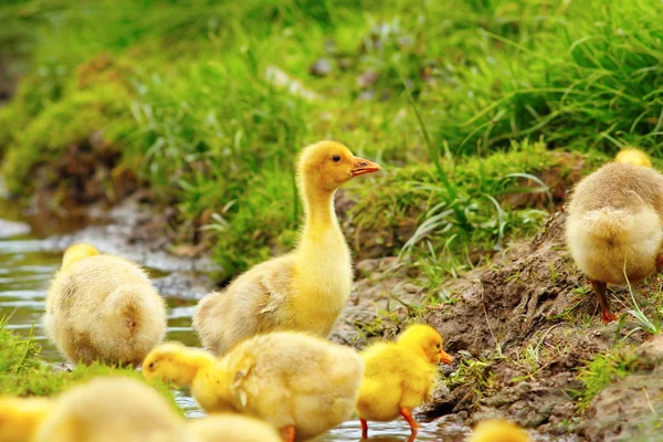 Bandada colorida de goslings —  Fotos de Stock