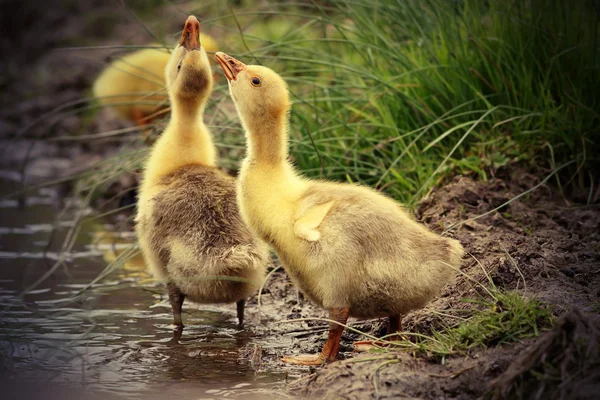 Cute gooslings drinking water — Stock Photo, Image