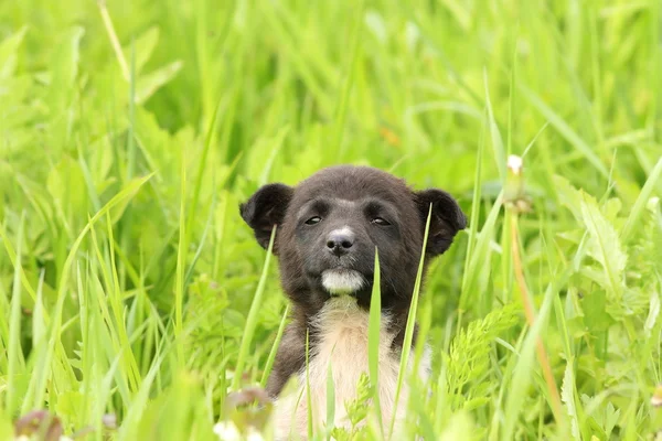 Filhote de cachorro bonito na grama grande — Fotografia de Stock