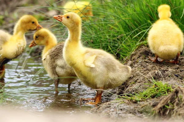 Söta gula gosling — Stockfoto