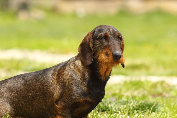 Niedlicher Rauhaardackel — Stockfoto