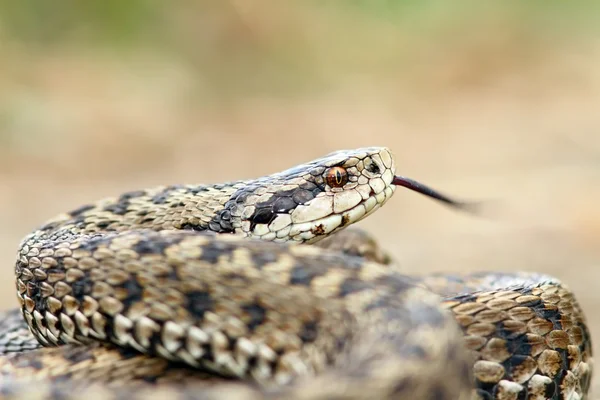 Tehlikeli Avrupa yılan — Stok fotoğraf