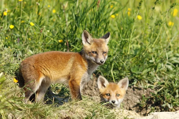 Cachorros de zorro europeos fuera de la madriguera —  Fotos de Stock