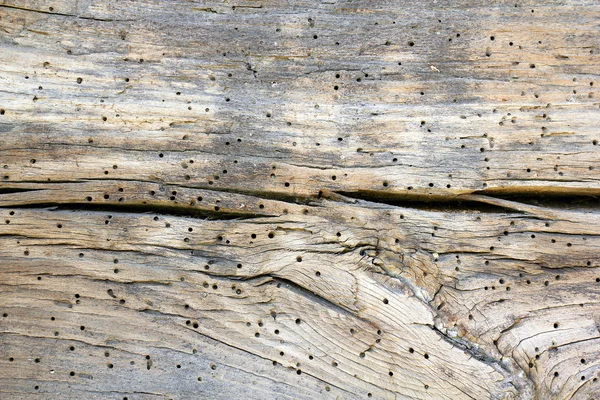 Подробности нападения насекомых на строительную древесину — стоковое фото