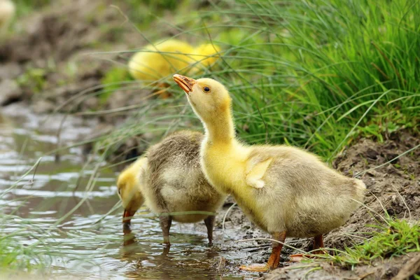 Gosling nära en damm — Stockfoto