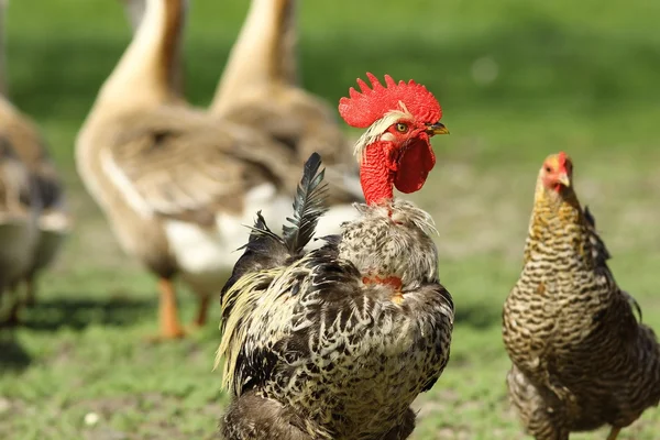 Funny rooster portrait in farmyard — Stock Photo, Image