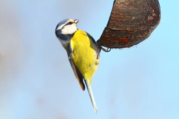 A kókusz feeder éhes kék cinege — Stock Fotó