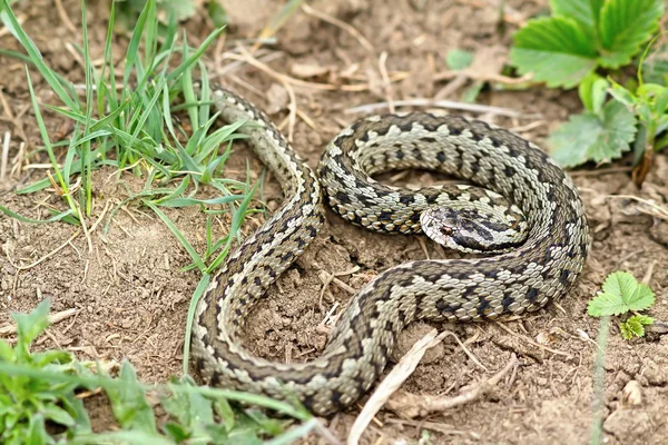 Manliga Vipera ursinii rakosiensis på naturliga livsmiljö — Stockfoto