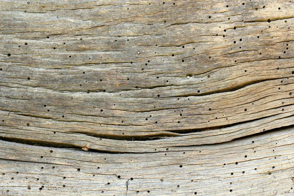 Vieux bois de chêne montrant une attaque d'insectes — Photo