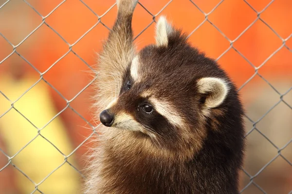 Retrato de mapache en una jaula —  Fotos de Stock