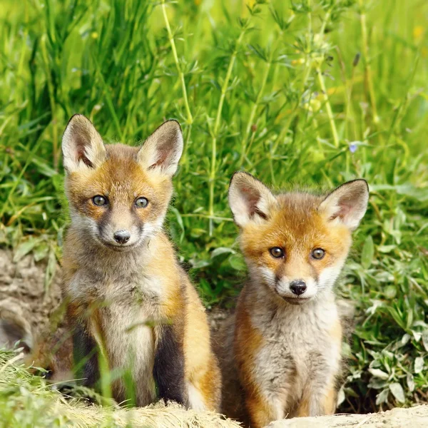 Red fox bratři — Stock fotografie