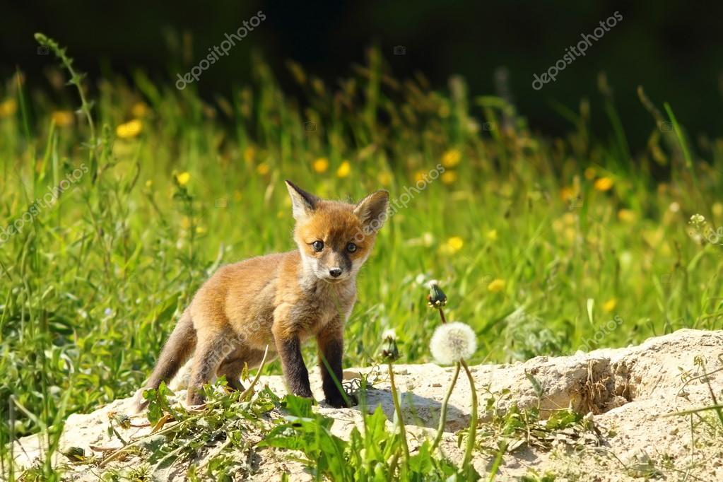 Cute Red Fox Cub Looking At Camera Stock Photo By C Taviphoto