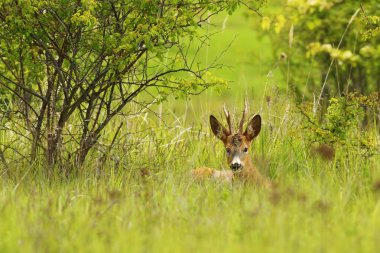 roebuck çimenlerde gizleme