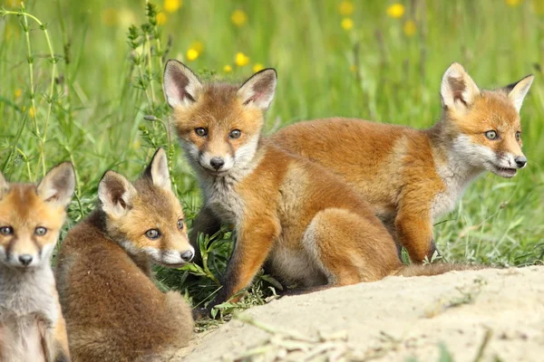 Familia de zorro rojo — Foto de Stock