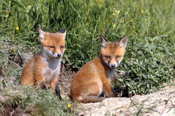 Red fox mláďata odpočívá u nory — Stock fotografie