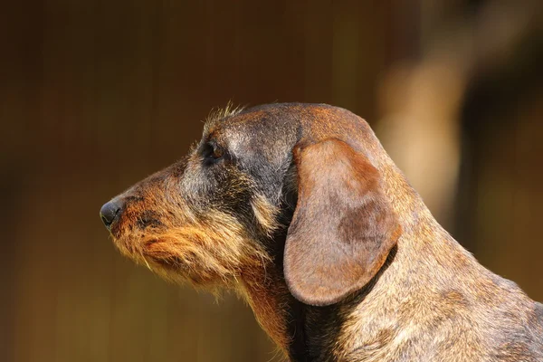 Lindo retrato de teckel — Foto de Stock