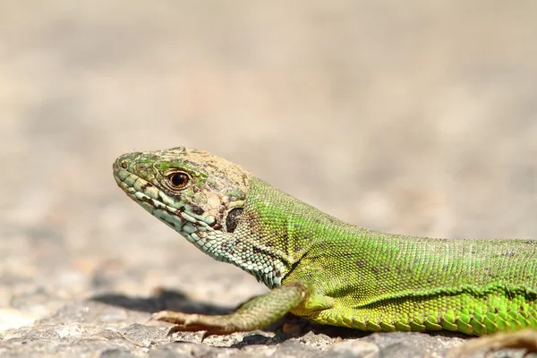 The green lizard — Stock Photo, Image